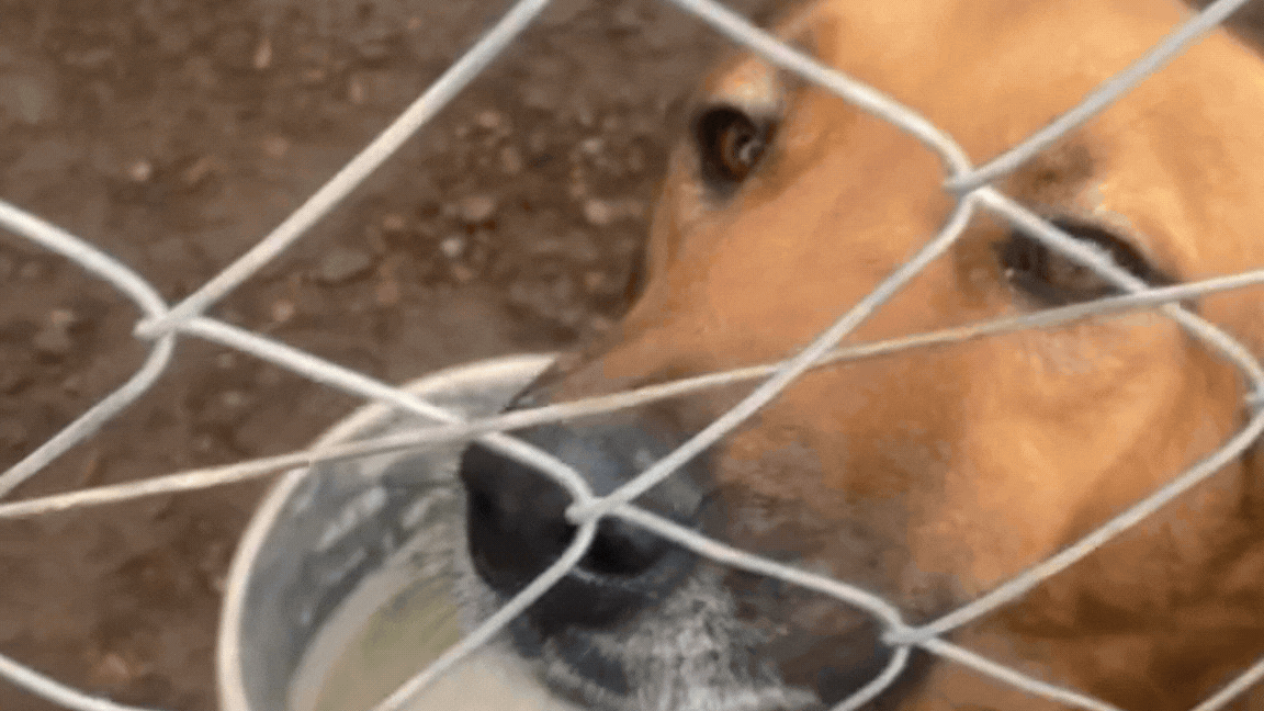 Robaron el alimento en el refugio Ángeles de Cuatro Patas. Robaron el alimento en el refugio Ángeles de Cuatro Patas.