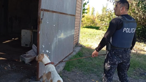Fito, el perro policía en pleno trabajo para combatir el delito Fito, el perro policía en pleno trabajo para combatir el delito