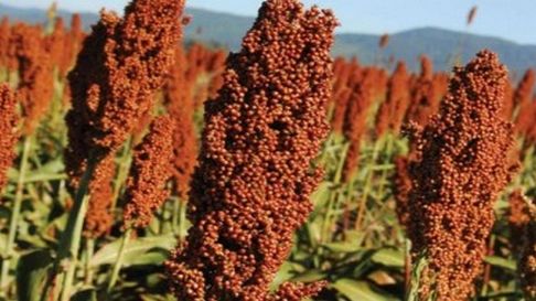 El sorgo argentino tiene una gran demanda en China. El sorgo argentino tiene una gran demanda en China.