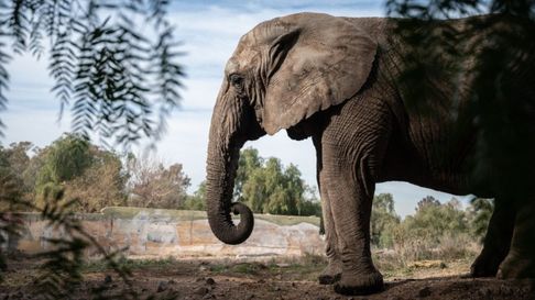 Murió Kenya, la elefanta que habia sido trasladad a Brasil. Murió Kenya, la elefanta que habia sido trasladad a Brasil.