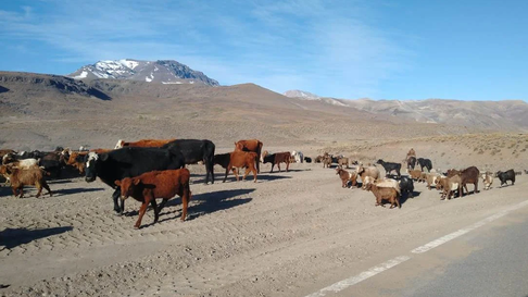 malargüe: concejales reciben a productores ganaderos preocupados por la seguridad malargüe: concejales reciben a productores ganaderos preocupados por la seguridad