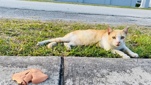 animales en peligro en un barrio de malargüe: vecinos denunciaron que los envenenan animales en peligro en un barrio de malargüe: vecinos denunciaron que los envenenan