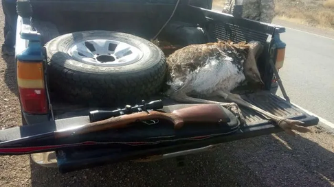 Los agentes también hallaron armas y municiones que fueron usadas para cazar. Los agentes también hallaron armas y municiones que fueron usadas para cazar.