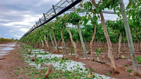 Los productores sufren las inclemencias climáticas en Mendoza. Los productores sufren las inclemencias climáticas en Mendoza.
