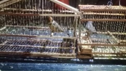 Los agentes recuperaron las especies en cautverio. Los agentes recuperaron las especies en cautverio.