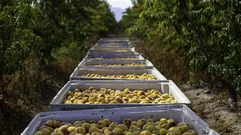 Los frutales de Mendoza se vieron afectados por las tormentas. ¿Cómo impacta esto en la cosecha? Los frutales de Mendoza se vieron afectados por las tormentas. ¿Cómo impacta esto en la cosecha?