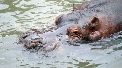 Hipólito, el hipopótamo del Bioparque de La Plata Hipólito, el hipopótamo del Bioparque de La Plata