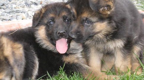 Los ladrones se llevaron hasta los perros de la familia. Los ladrones se llevaron hasta los perros de la familia.