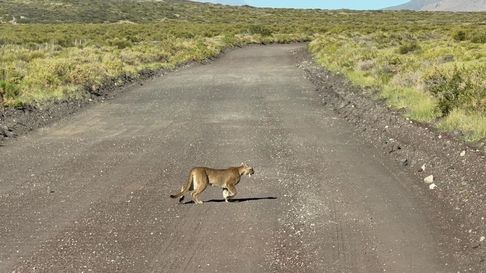 Temor en Malargüe por el avistaje de pumas en la ruta Temor en Malargüe por el avistaje de pumas en la ruta