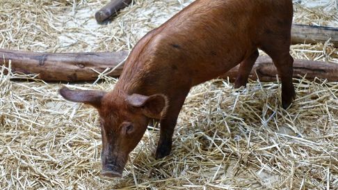 Los cerdos robados pesan entre 7 y 9 kilos. Los cerdos robados pesan entre 7 y 9 kilos.