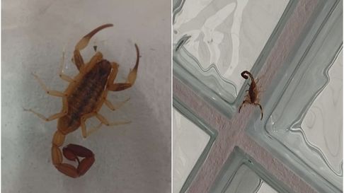 Vecinos en alerta por presencia de alacranes Vecinos en alerta por presencia de alacranes