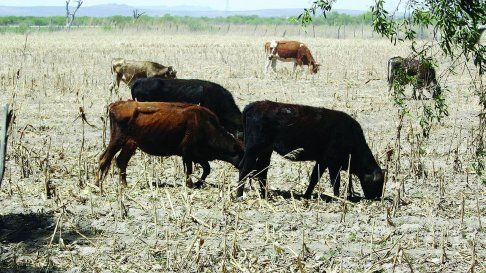El robo de animales se ha vuelto moneda corriente en el campo. El robo de animales se ha vuelto moneda corriente en el campo.