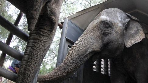 La información oficial sobre la causa de muerte del elefante Tamy. La información oficial sobre la causa de muerte del elefante Tamy.