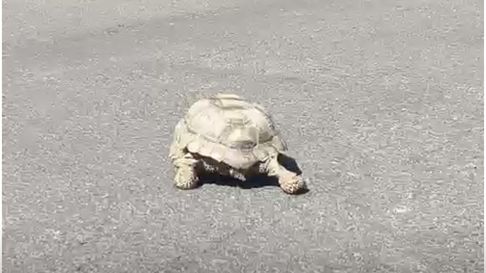 La tortuga se perdió en las calles de un barrio de San Rafael. La tortuga se perdió en las calles de un barrio de San Rafael.