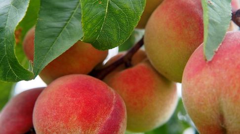 Iscamen logró el control y erradicación de la mosca del Mediterráneo Iscamen logró el control y erradicación de la mosca del Mediterráneo