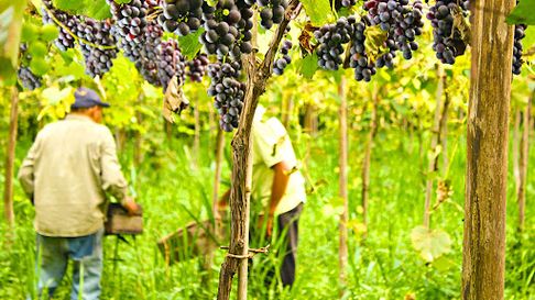 vino de la costa: haran un tour fotografico en los vinedos de berisso vino de la costa: haran un tour fotografico en los vinedos de berisso