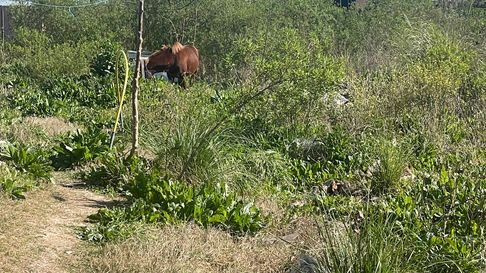 un caballo pateo y dejo internado a un nene en altos de san lorenzo un caballo pateo y dejo internado a un nene en altos de san lorenzo