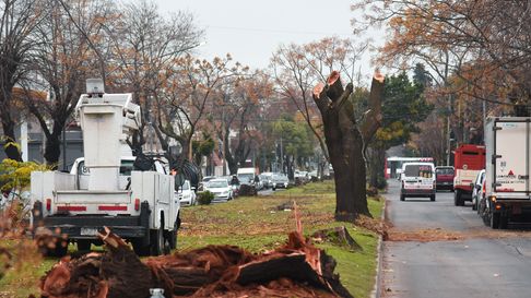 El panorama en Diagonal 74 tras la extracción del arbolado público El panorama en Diagonal 74 tras la extracción del arbolado público