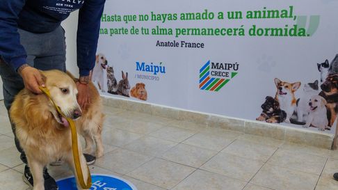 Maipú tiene un centro de atención primaria para mascotas. Maipú tiene un centro de atención primaria para mascotas.