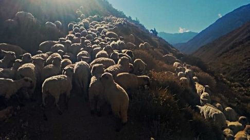 Cabras y ovejas suben a tomar agua y comer pasto blando. Cabras y ovejas suben a tomar agua y comer pasto blando.