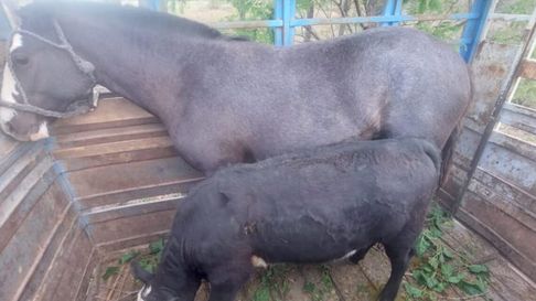 La Policía Rural realizó un procedimiento en el sur provincial. La Policía Rural realizó un procedimiento en el sur provincial.