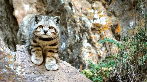 El Gato Andino de Mendoza es uno de los felinos más raros y menos estudiados del mundo, catalogado como especie “en peligro”. El Gato Andino de Mendoza es uno de los felinos más raros y menos estudiados del mundo, catalogado como especie “en peligro”.