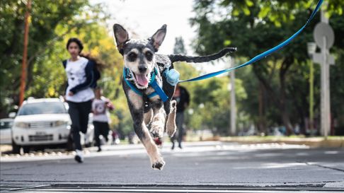 La Ciudad brinda servicios veterinarios gratuitos durante junio. La Ciudad brinda servicios veterinarios gratuitos durante junio.