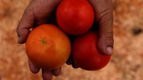 produccion del tomate: la unlp mejora la calidad y cantidad produccion del tomate: la unlp mejora la calidad y cantidad