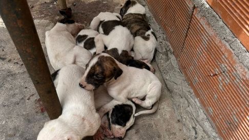 pareja de los hornos, detenida por maltrato animal pareja de los hornos, detenida por maltrato animal