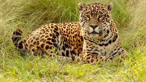 La Justicia condenó a los cazadores de un ejemplar de Yaguarete. imagen ilustrativa La Justicia condenó a los cazadores de un ejemplar de Yaguarete. imagen ilustrativa