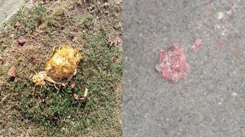 Imagen captada por los vecinos de General Alvear. Imagen captada por los vecinos de General Alvear.