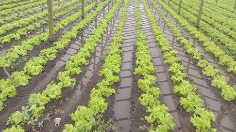 Los productores del oeste de La Plata sufrieron la tormenta Los productores del oeste de La Plata sufrieron la tormenta