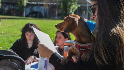 Ciudad desarrolla distintos operativos de salud animal en el departamento. Ciudad desarrolla distintos operativos de salud animal en el departamento.