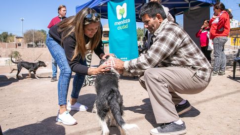 En La Favorita habrá vacunas antirrábicas y desparasitación gratuita. En La Favorita habrá vacunas antirrábicas y desparasitación gratuita.