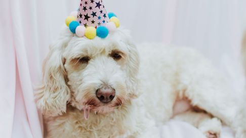 realizaran en la plata una feria a beneficio de animales rescatados realizaran en la plata una feria a beneficio de animales rescatados