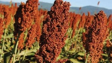 El sorgo argentino tiene una gran demanda en China.&nbsp;