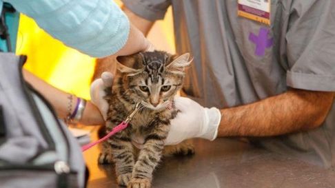 habra una posta de vacunacion y castracion de mascotas en plaza belgrano habra una posta de vacunacion y castracion de mascotas en plaza belgrano