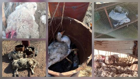 matanza de animales en corrales de malargüe: el reclamo de los puesteros matanza de animales en corrales de malargüe: el reclamo de los puesteros