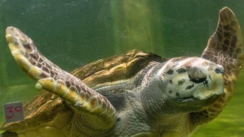 El tortugo Jorge se encuentra actualmente nadando en el estado de Santa Catarina, en Brasil, tras atravesar Uruguay en sólo 18 días. El tortugo Jorge se encuentra actualmente nadando en el estado de Santa Catarina, en Brasil, tras atravesar Uruguay en sólo 18 días.