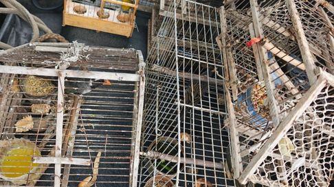 Algunas de las aves silvestres rescatadas en Luján de Cuyo Algunas de las aves silvestres rescatadas en Luján de Cuyo