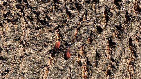 Temen por la proliferación de este insecto en Malargüe. Temen por la proliferación de este insecto en Malargüe.