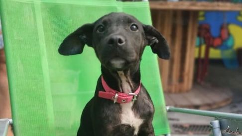 la plata: realizan jornadas de vacunacion gratuita para mascotas la plata: realizan jornadas de vacunacion gratuita para mascotas