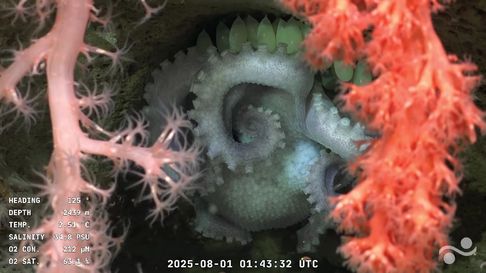 rating: el streaming del conicet en el fondo del mar le gano a los principales canales de noticias rating: el streaming del conicet en el fondo del mar le gano a los principales canales de noticias