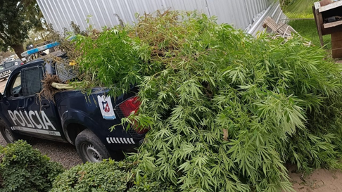 La UEP desmanteló un vivero de marihuana en Maipú. La UEP desmanteló un vivero de marihuana en Maipú.
