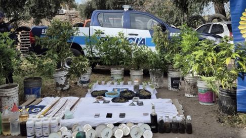 Imagen de la marihuana hallada en Cuadro Nacional. Imagen de la marihuana hallada en Cuadro Nacional.
