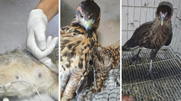 Tres aves y un zorro gris ingresaron en grave estado al Ecoparque. Tres aves y un zorro gris ingresaron en grave estado al Ecoparque.