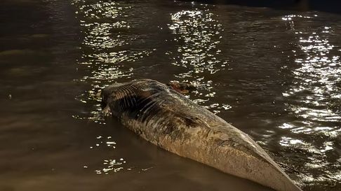 La ballena Sei a la orilla del Río de la Plata La ballena Sei a la orilla del Río de la Plata