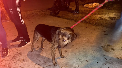 Dantesco caso de maltrato animal en La Plata: encontraron un cementerio de animales en Los Hornos Dantesco caso de maltrato animal en La Plata: encontraron un cementerio de animales en Los Hornos