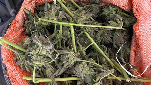 La marihuana secuestrada. La marihuana secuestrada.