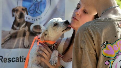 declararon interes municipal a la jornada de adopcion en plaza malvinas declararon interes municipal a la jornada de adopcion en plaza malvinas